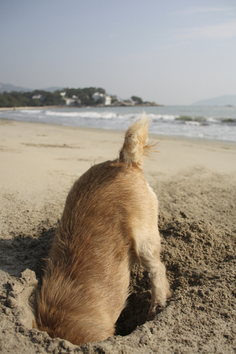 Dog digging in the sand